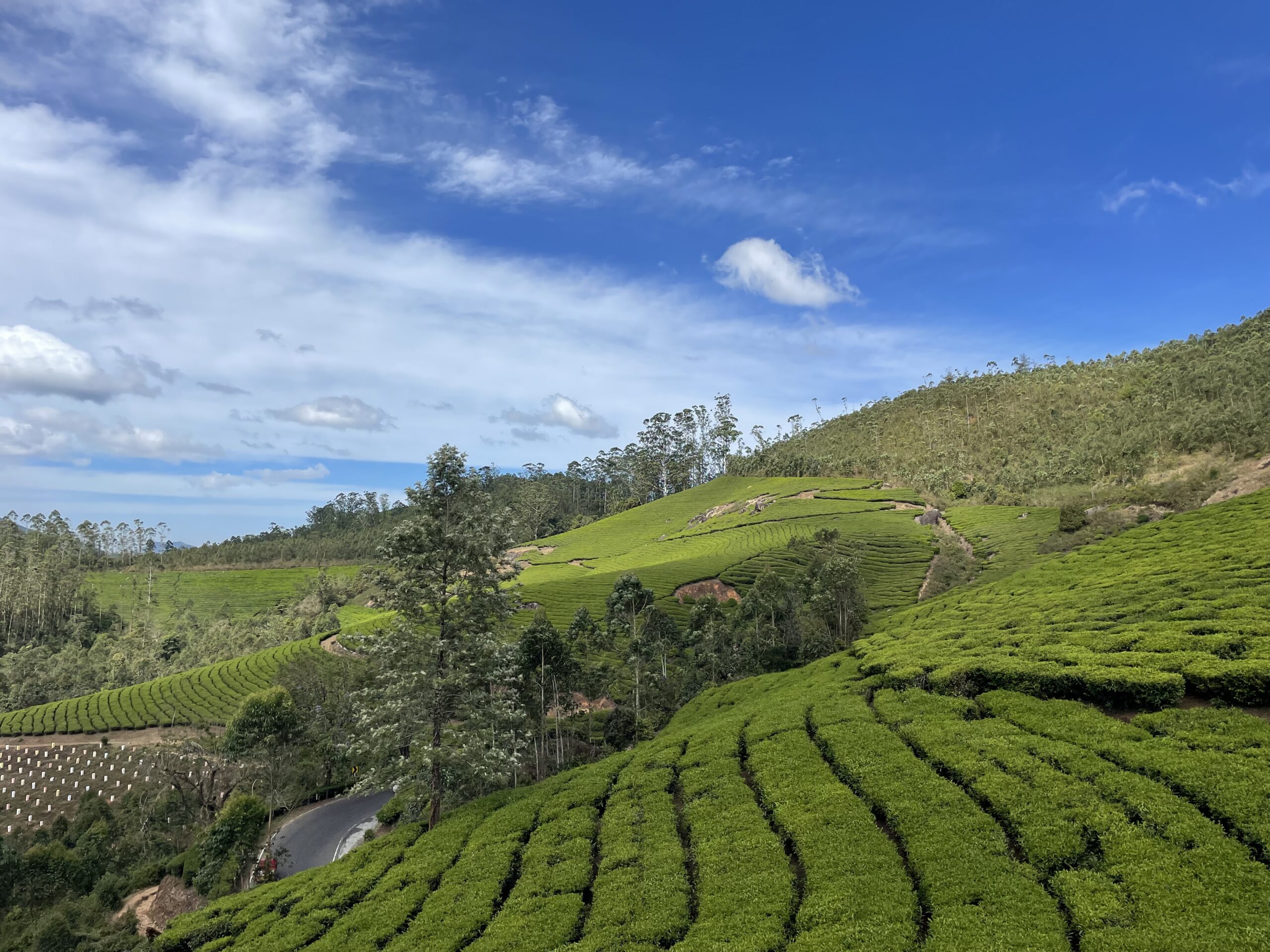 Plantations de thé verdoyantes dans le sud de l’Inde, une destination authentique pour un voyage immersif sur-mesure.